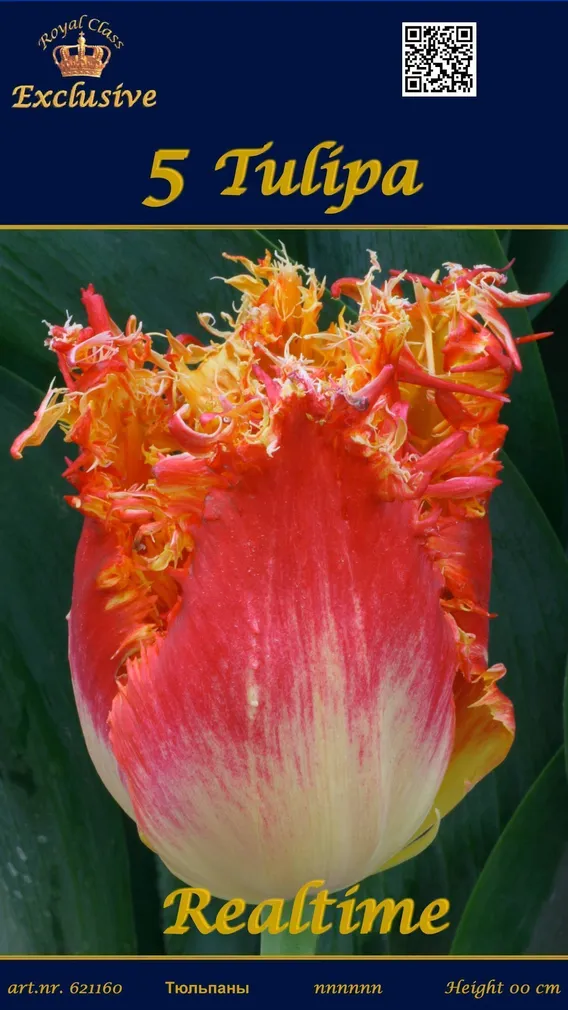 LILLESIBUL TULP REALTIME 5TK PAKIS