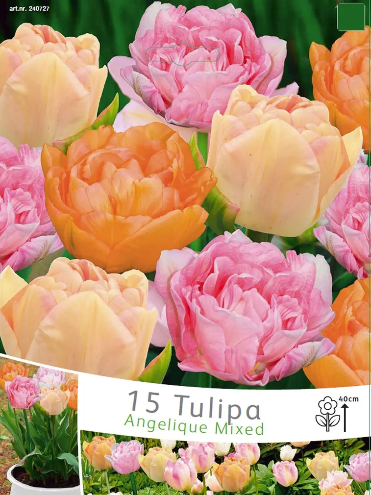LILLESIBUL TULIP ANGELIQUE SEGU 15TK PAKIS