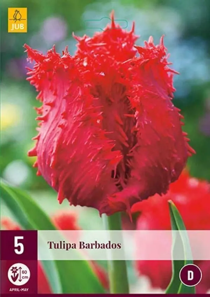 LILLESIBUL JUB TULP BARBADOS 5TK PAKIS