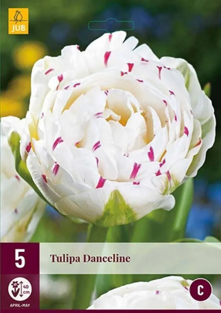 LILLESIBUL JUB TULP DANCELINE 5TK PAKIS