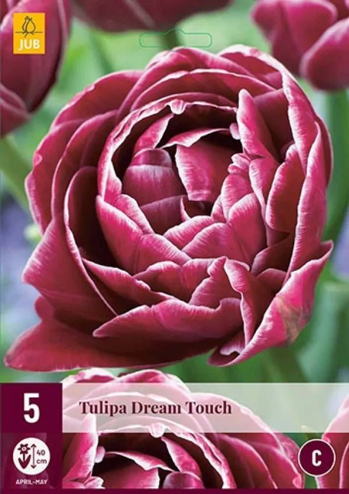 LILLESIBUL JUB TULP DREAM TOUCH 5TK PAKIS