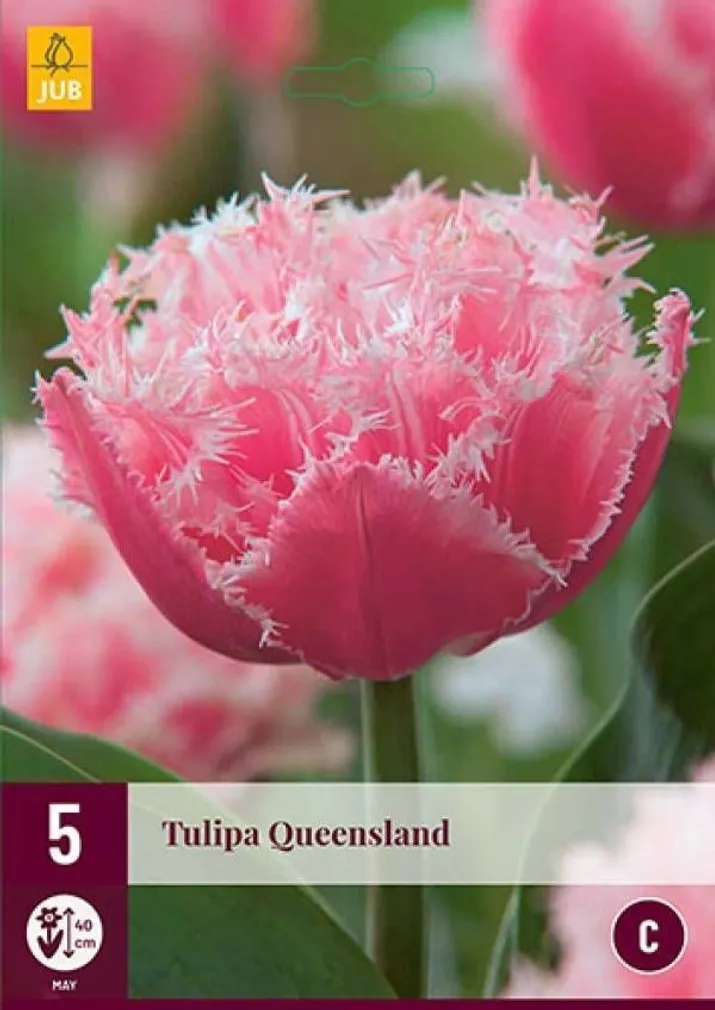 LILLESIBUL JUB TULP QUEENSLAND 5TK PAKIS