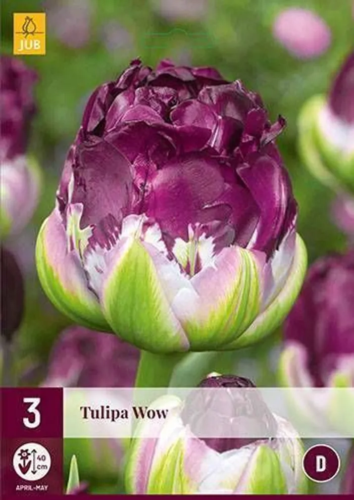 LILLESIBUL JUB TULP WOW 3TK PAKIS