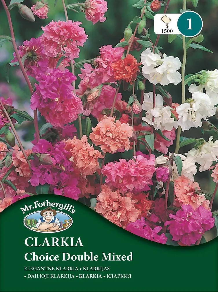 LILLESEEMNED MR FOTHERGILL’S ELEGANTNE KLARKIA CHOICE DOUBLE SEGU