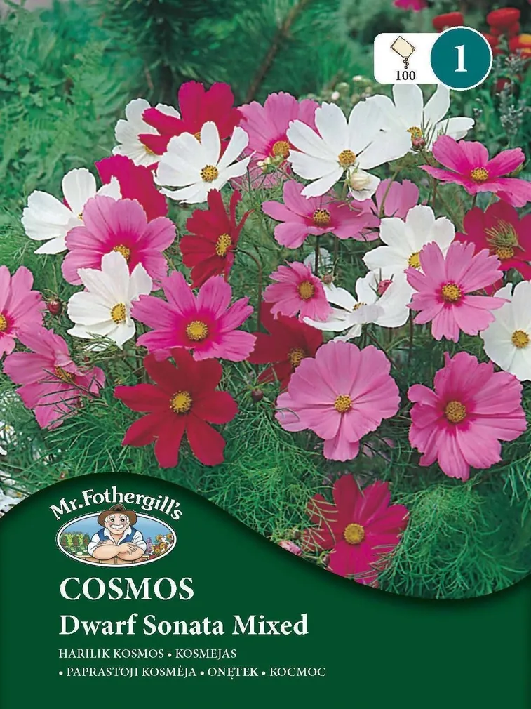LILLESEEMNED MR FOTHERGILL’S HARILIK KOSMOS DWARF SONATA SEGU