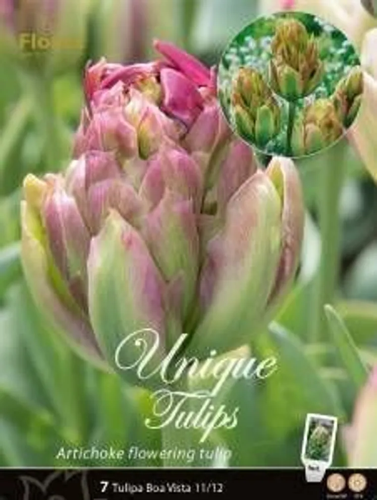 LILLESIBUL TULP BOA VISTA 7TK PAKIS
