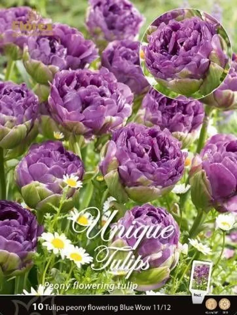 LILLESIBUL TULP BLUE WOW 10TK PAKIS