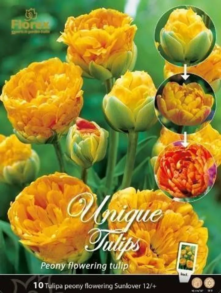 LILLESIBUL TULP SUNLOVER 10TK PAKIS