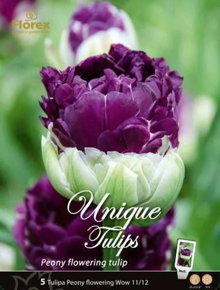LILLESIBUL TULP WOW 5TK PAKIS