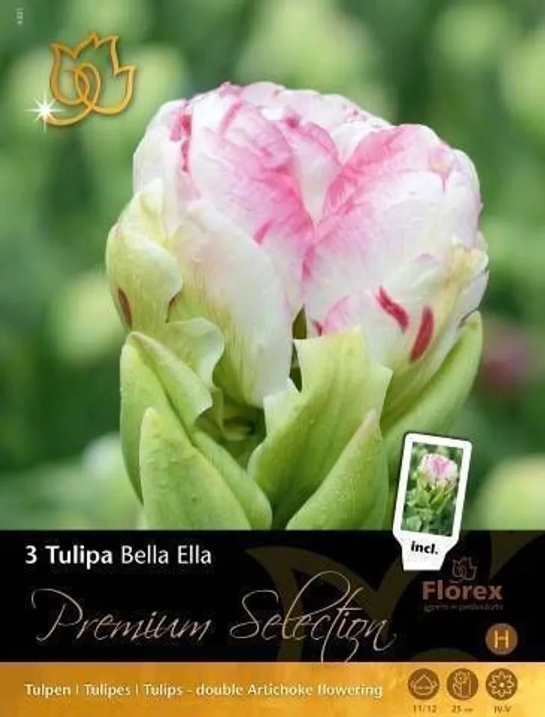 LILLESIBUL TULP BELLA ELLA 3TK PAKIS