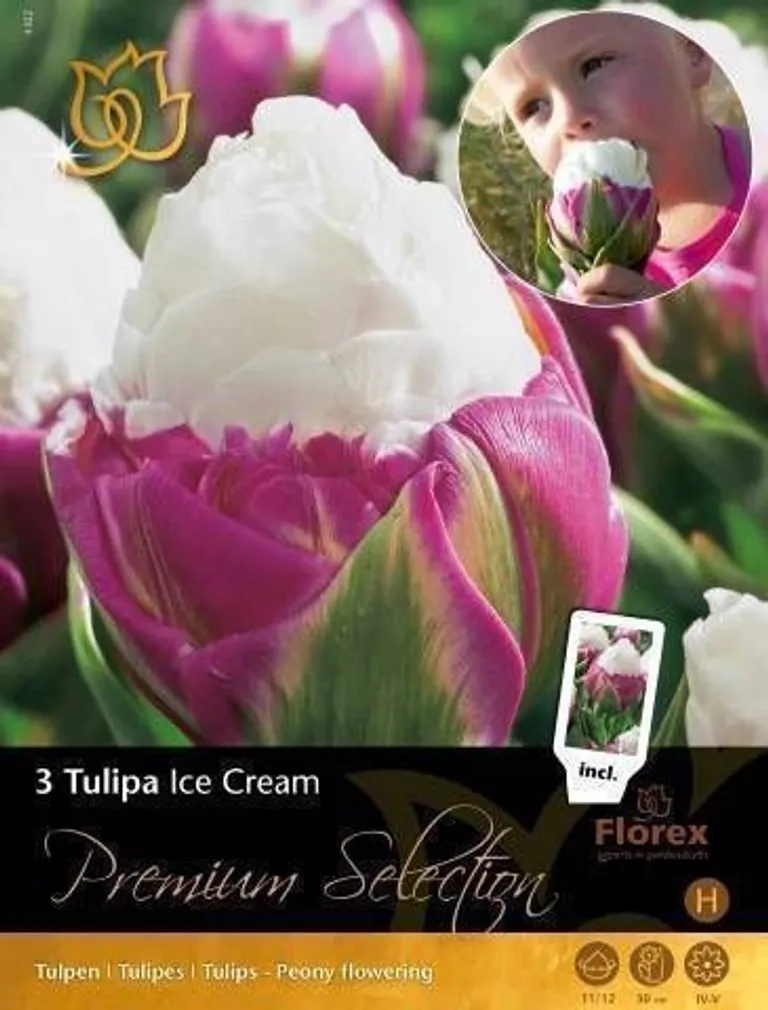 LILLESIBUL TULP FLOREX ICE CREAM 11/12 3TK PAKIS