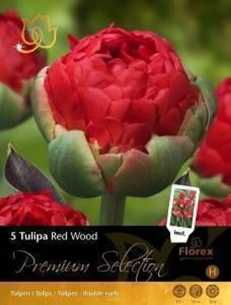 LILLESIBUL TULP FLOREX CARDIFF 12/+ 5TK PAKIS