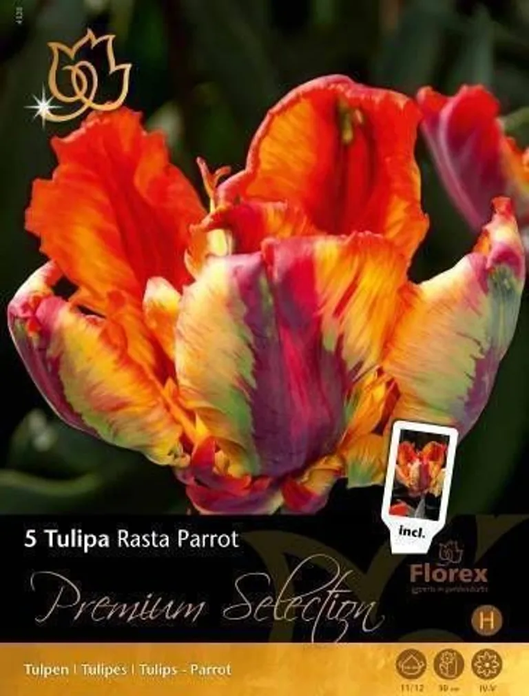 LILLESIBUL TULP FLOREX RASTA PARROT 11/12 5TK PAKIS