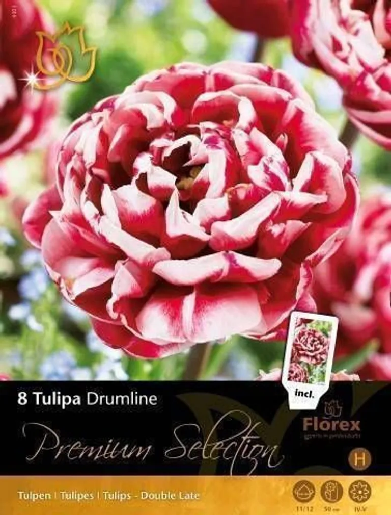 LILLESIBUL TULP FLOREX DRUMLINE 11/12 5TK PAKIS