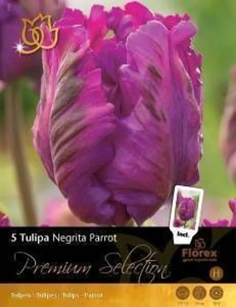 LILLESIBUL TULP NEGRITTA PARROT - NEW 8TK PAKIS