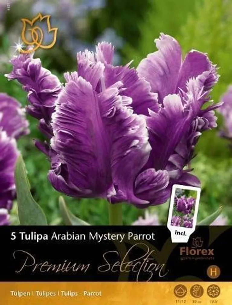 LILLESIBUL TULP FLOREX ARABIAN MYSTERY PARROT 11/12 5TK PAKIS