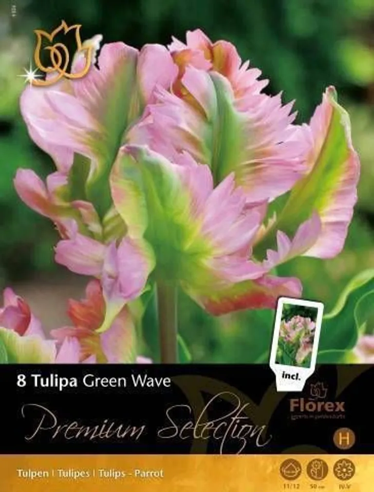 LILLESIBUL TULP FLOREX GREEN WAVE 11/12 8TK PAKIS