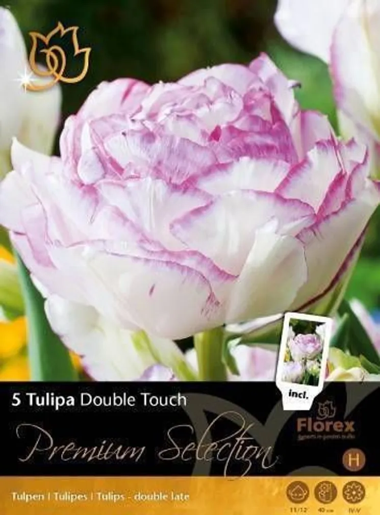 LILLESIBUL TULP FLOREX DOUBLE TOUCH 11/12 5TK PAKIS