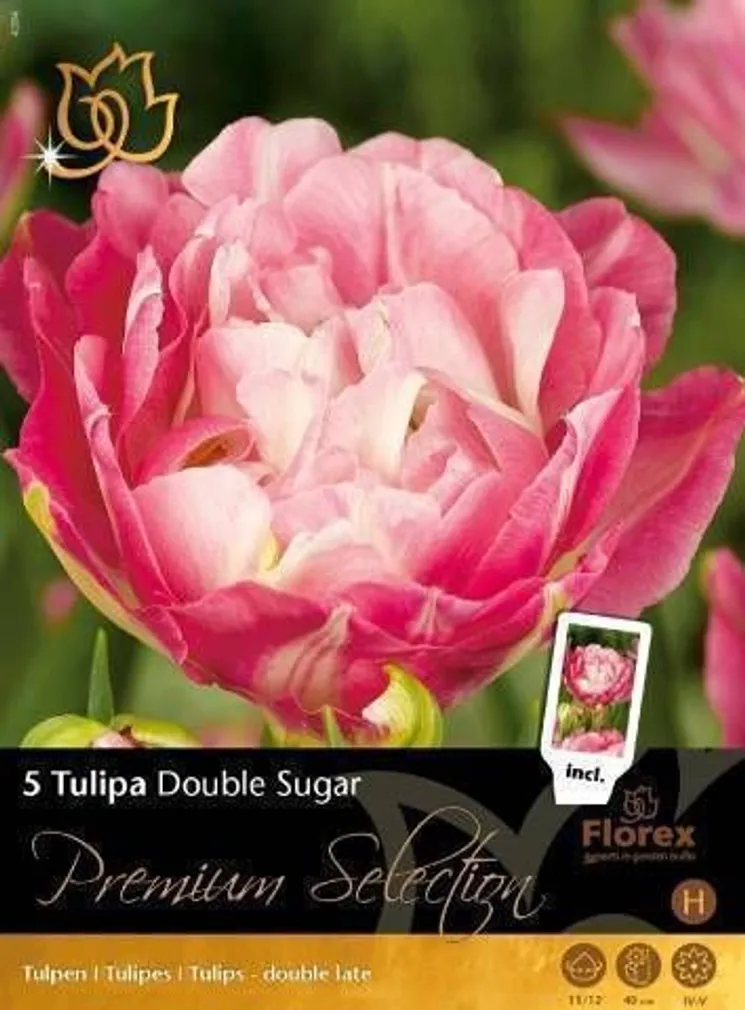 LILLESIBUL TULP DOUBLE SUGAR 5TK PAKIS