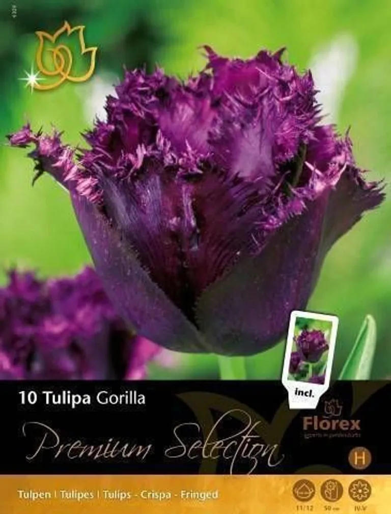 LILLESIBUL TULP FLOREX GORILLA 11/12 10TK PAKIS