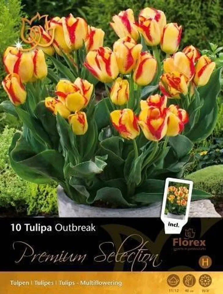 LILLESIBUL TULP FLOREX OUTBREAK 11/12 10TK PAKIS