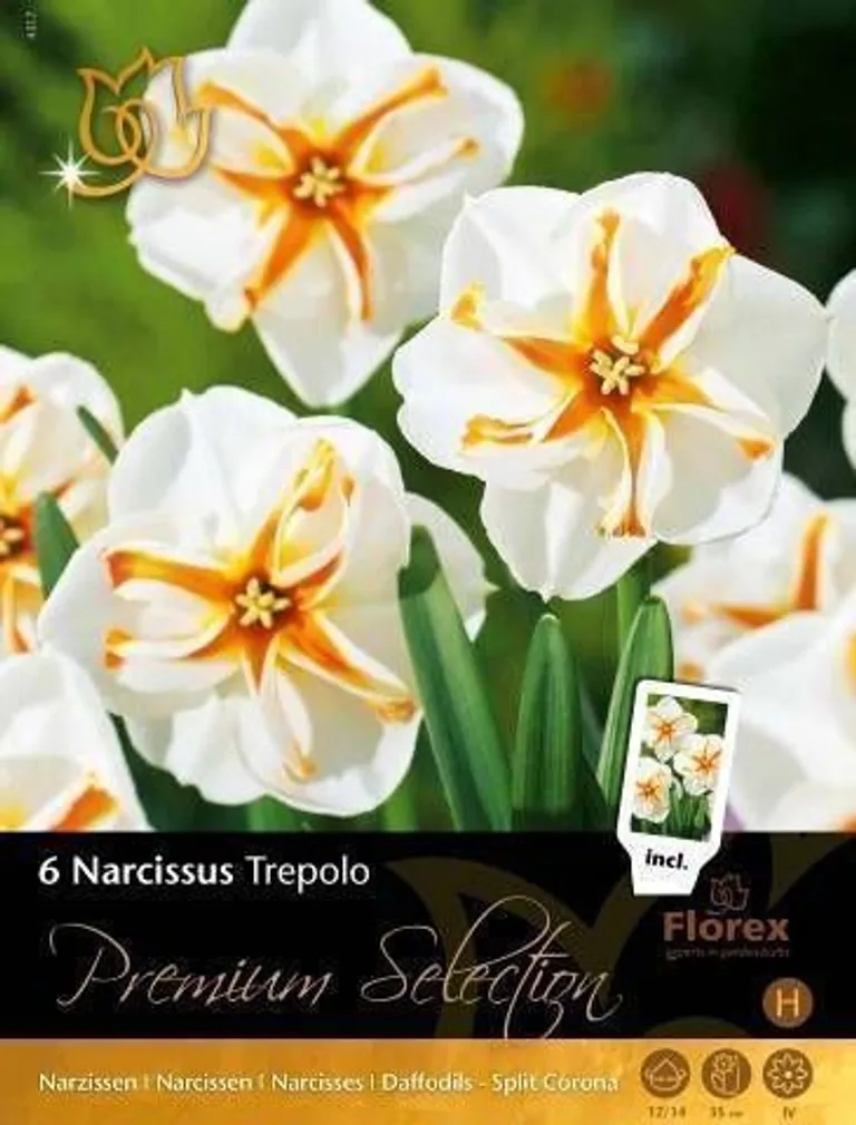 LILLESIBUL NARTSISS FLOREX TREPOLO 12/14 6TK PAKIS