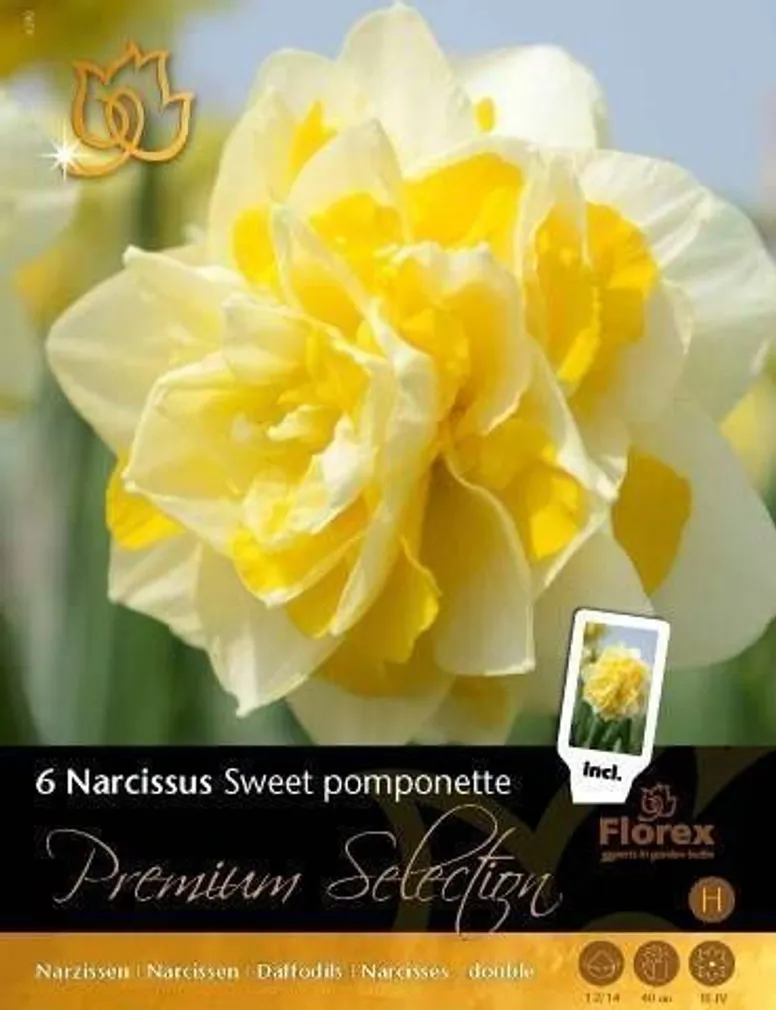 LILLESIBUL NARTSISS FLOREX SWEET POMPONETTE 12/14 6TK PAKIS