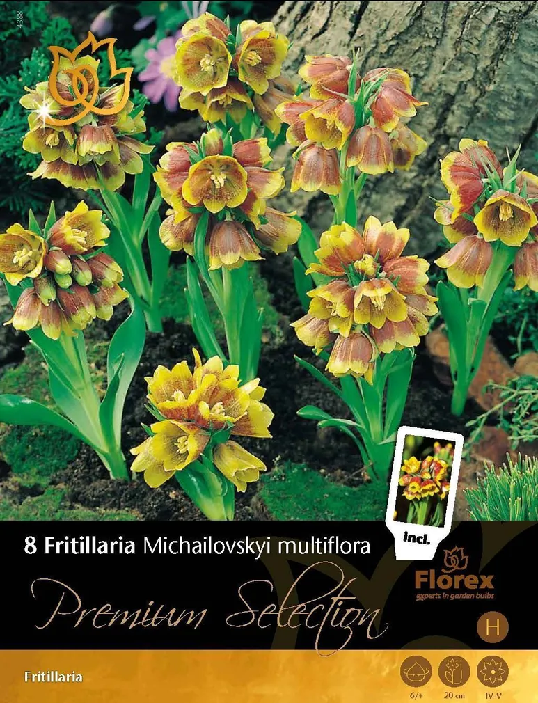 LILLESIBUL MIHHAILOVSKI PÜVILILL FLOREX MULTIFLORA 6/+ 8TK PAKIS
