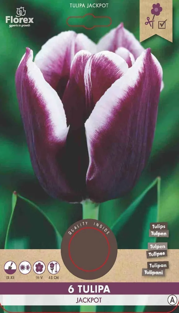 LILLESIBUL TRIUMFTULP FLOREX JACKPOT 6TK PAKIS