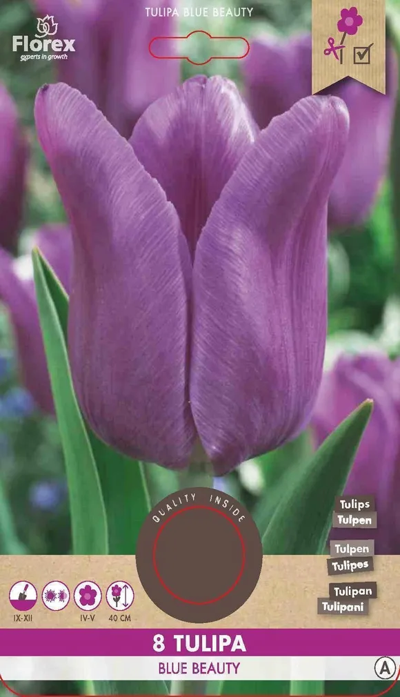 LILLESIBUL TRIUMFTULP BLUE BEAUTY 8TK PAKIS