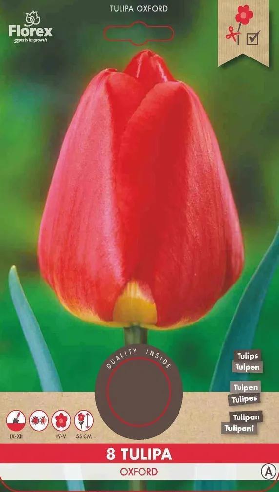 LILLESIBUL DARVINTULP FLOREX OXFORD 8TK PAKIS