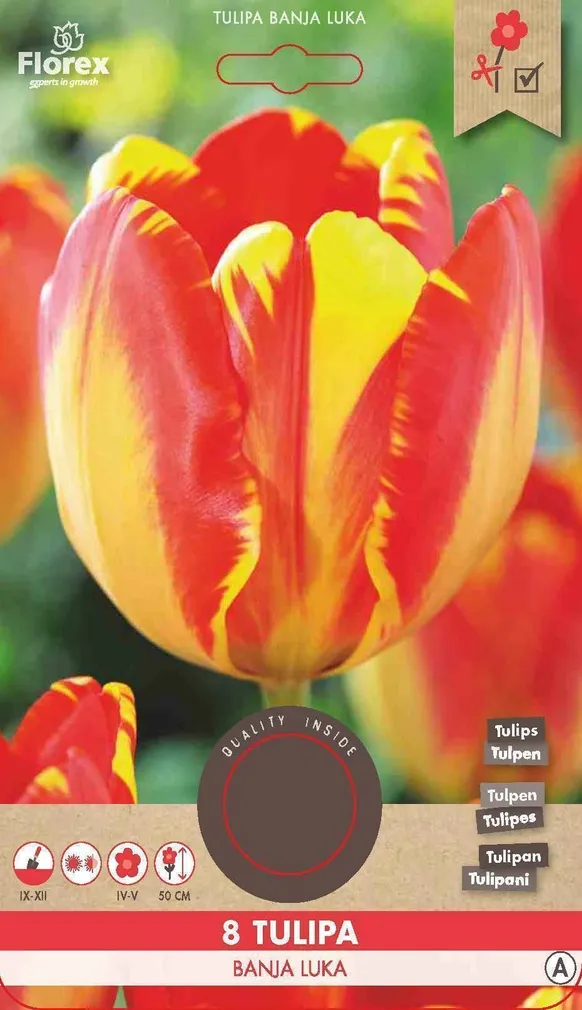 LILLESIBUL DARVINTULP FLOREX BANJA LUKA 8TK PAKIS