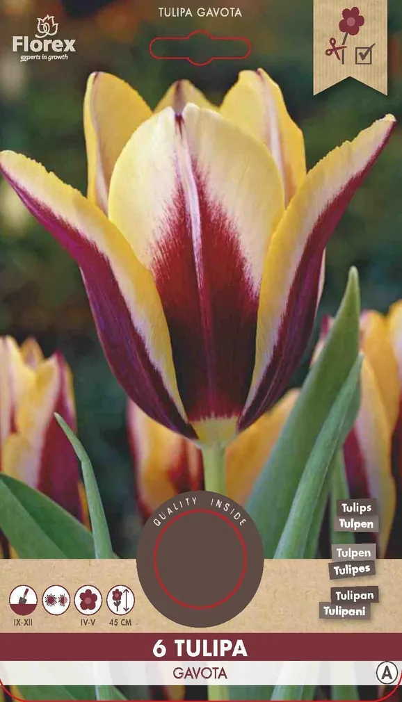 LILLESIBUL TRIUMFTULP FLOREX GAVOTA 6TK PAKIS