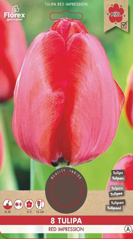 LILLESIBUL KÕRGEKASVULINE TULP HILINE FLOREX RED IMPRESSION 8TK PAKIS
