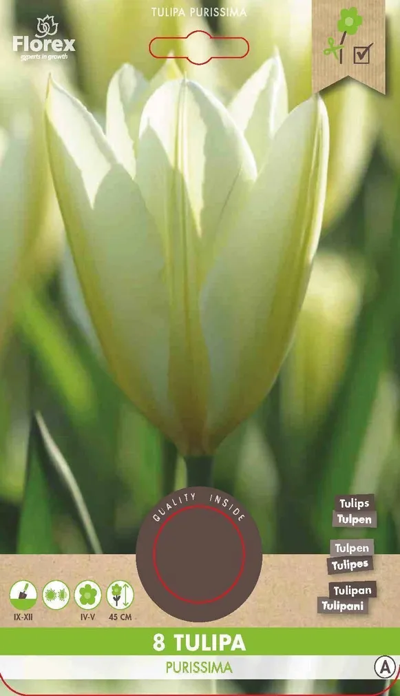 LILLESIBUL FOSTERI TULP FLOREX PURISSIMA 8TK PAKIS