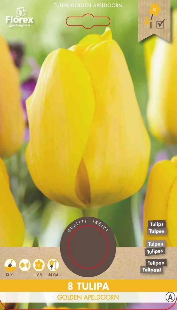 LILLESIBUL DARVINTULP FLOREX GOLDEN APELDOORN 8TK PAKIS
