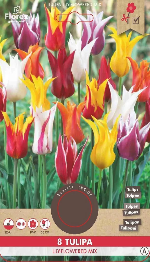 LILLESIBUL LIILIAÕIELINE TULP FLOREX LILYFLOWERING SEGU 8TK PAKIS
