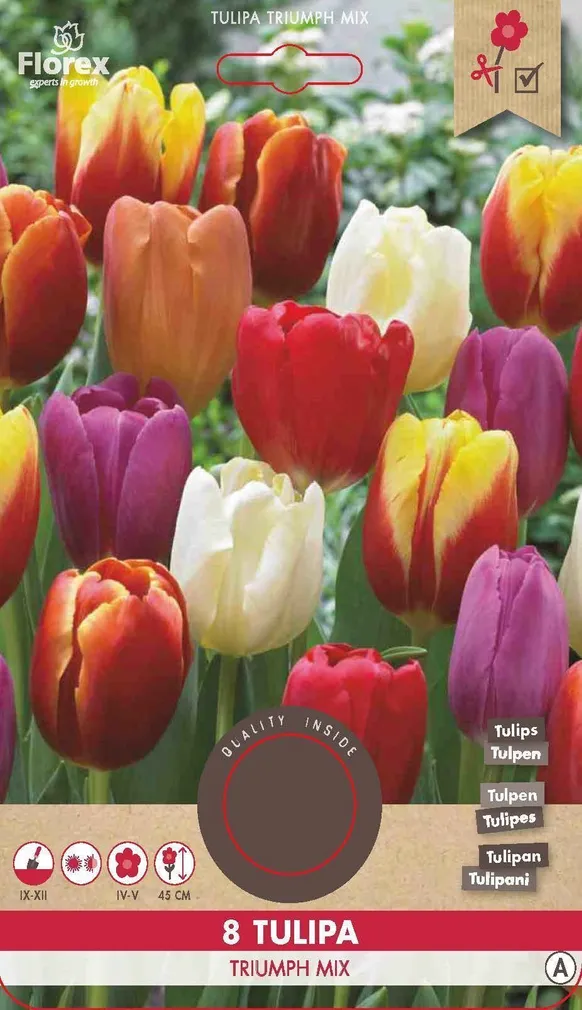 LILLESIBUL TRIUMFTULP FLOREX TRIUMPH SEGU 8TK PAKIS