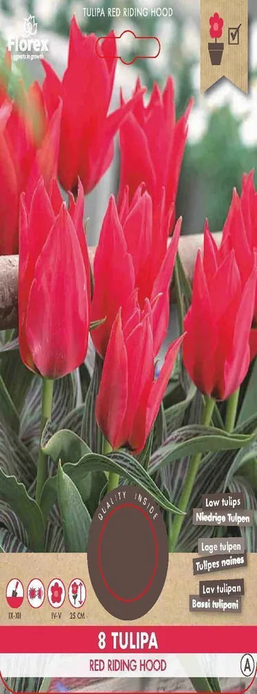 LILLESIBUL GREIGI TULP FLOREX RED RIDING HOOD 8TK PAKIS