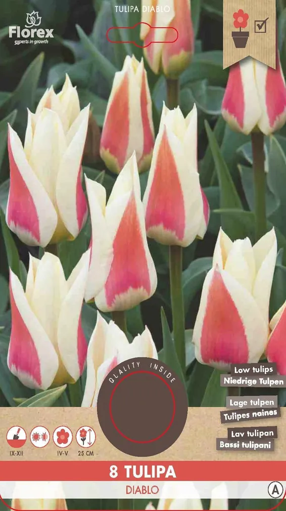 LILLESIBUL GREIGI TULP FLOREX DIABLO 8TK PAKIS