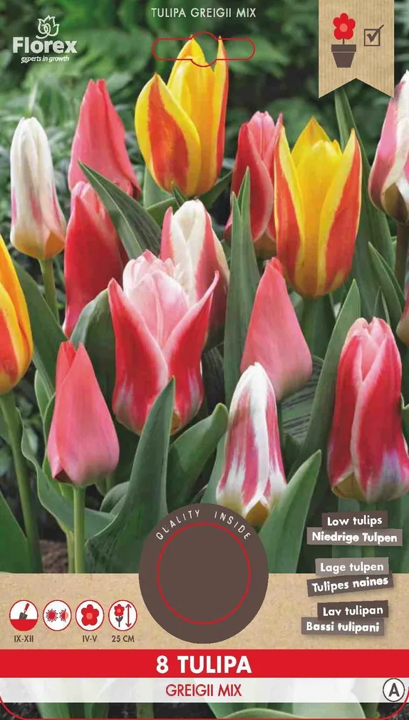LILLESIBUL GREIGI TULP FLOREX GREIGII SEGU 8TK PAKIS