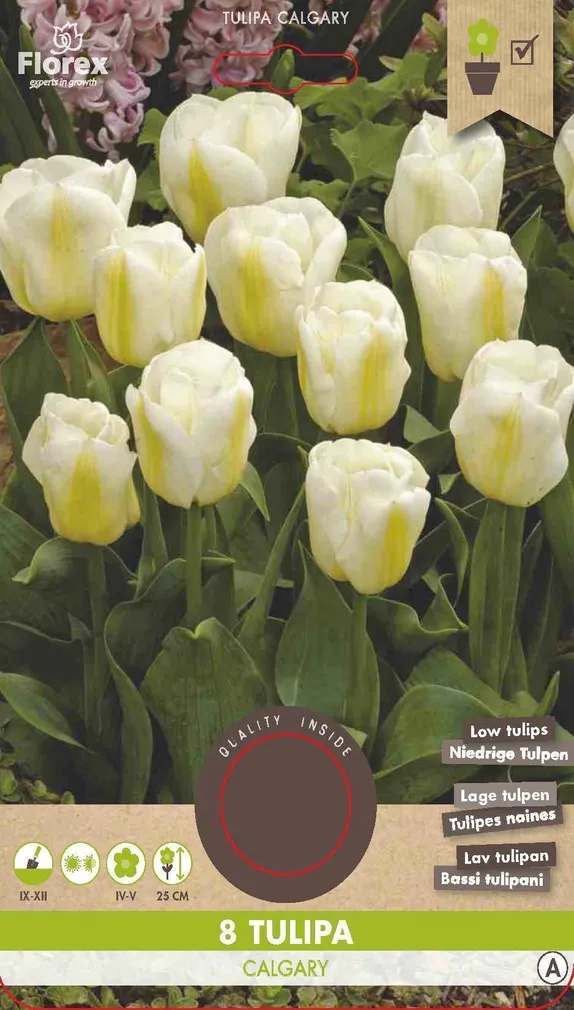 LILLESIBUL TRIUMFTULP FLOREX CALGARY 6TK PAKIS