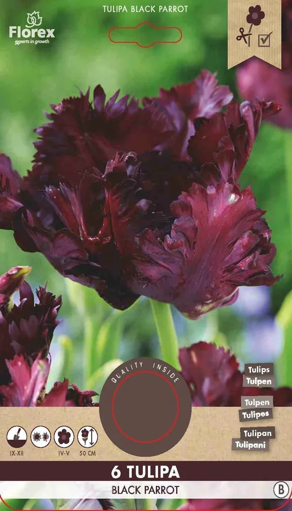 LILLESIBUL PAPAGOIÕIELINE TULP FLOREX BLACK PARROT 6TK PAKIS