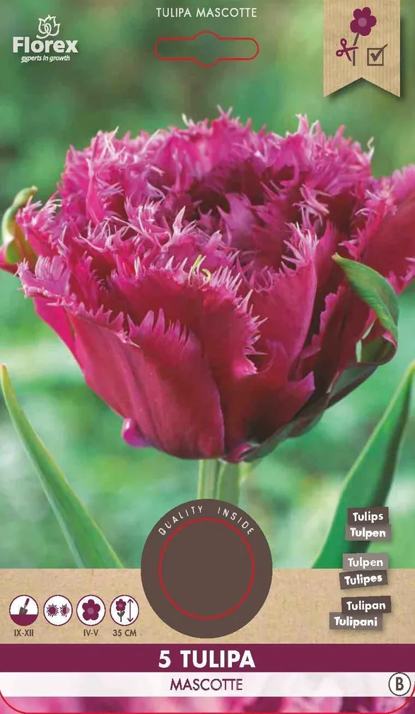 LILLESIBUL NARMASSERVALINE TULP FLOREX MASCOTTE 5TK PAKIS
