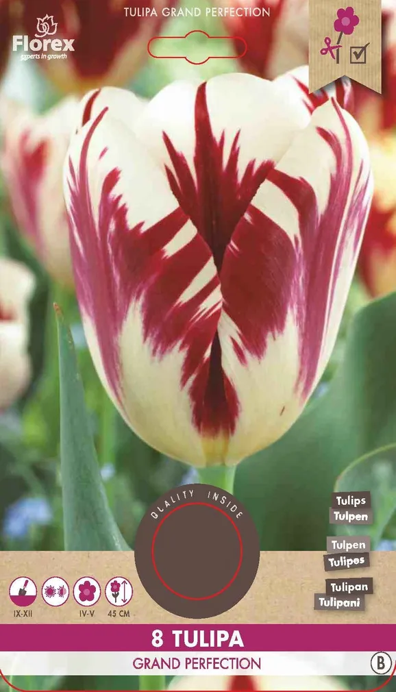 LILLESIBUL TRIUMFTULP FLOREX GRAND PERFECTION 8TK PAKIS