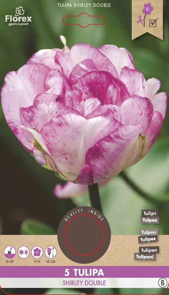 LILLESIBUL TOPELTÕIELINE HILINE TULP FLOREX SHIRLEY DOUBLE 5TK PAKIS