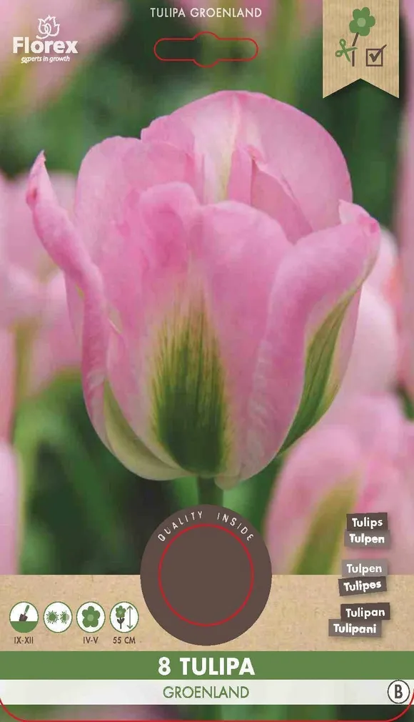 LILLESIBUL ROHELISEÕIELINE TULP FLOREX GROENLAND 8TK PAKIS