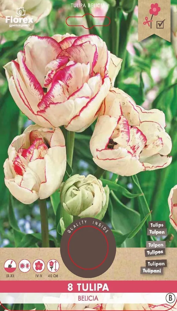 LILLESIBUL TULP FLOREX BELICIA 8TK PAKIS