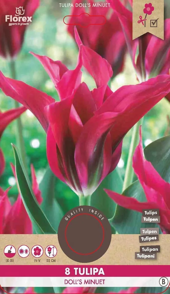 LILLESIBUL ROHELISEÕIELINE TULP FLOREX DOLL'S MINUET 8TK PAKIS