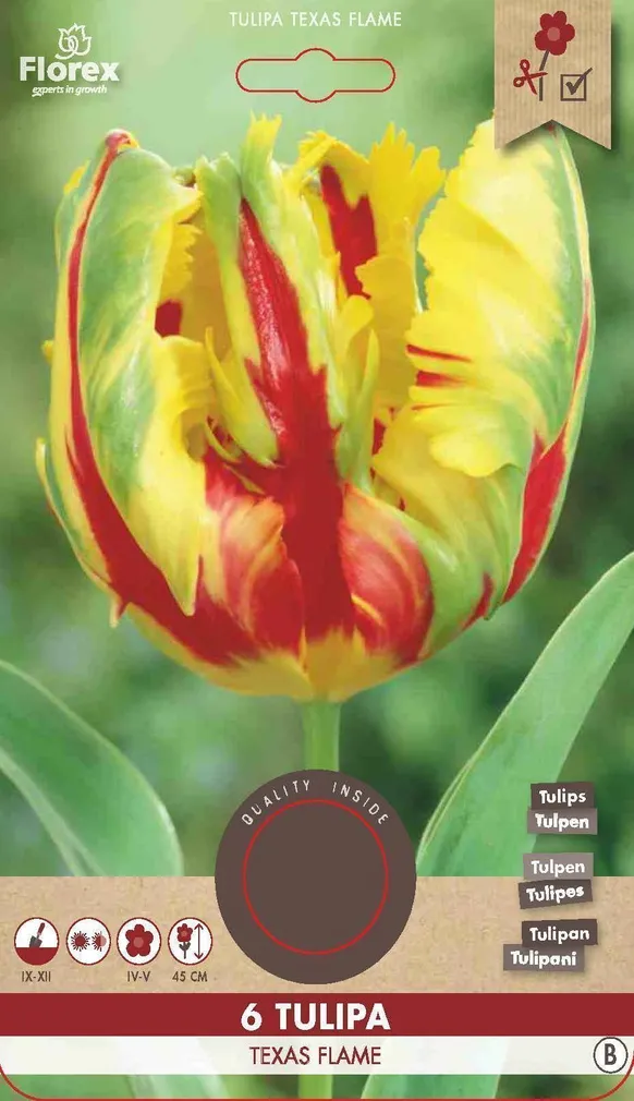 LILLESIBUL PAPAGOIÕIELINE TULP FLOREX TEXAS FLAME 6TK PAKIS
